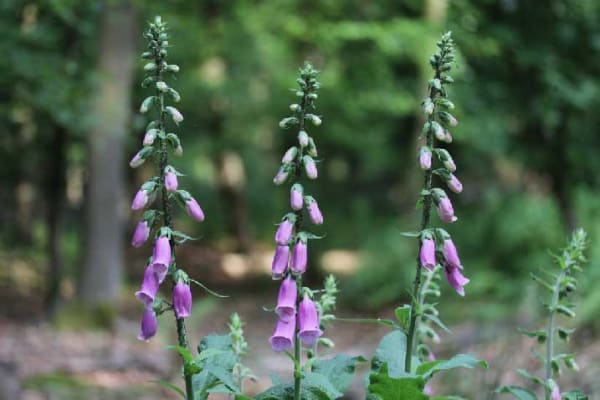 El digitalis (Digitalis purpurea) ejemplo de una planta bienal o bianual
